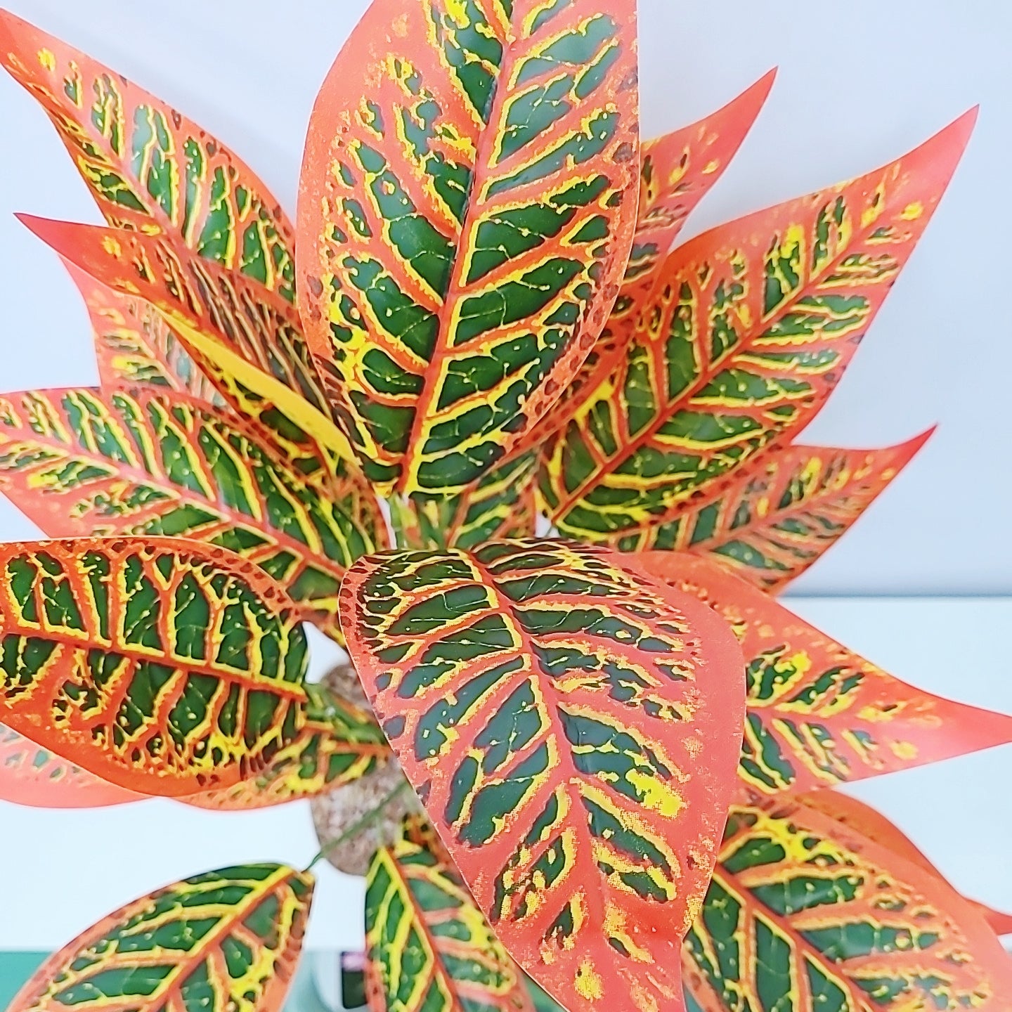 Artificial Color Croton Plant1x7 Br