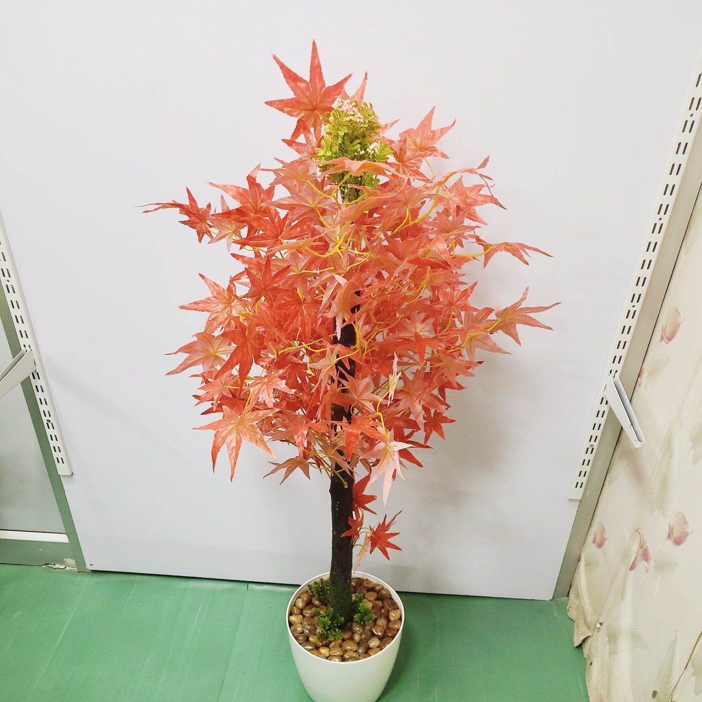 Maple Leaves Plant