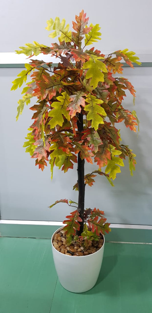 COLOR MAPLE PLANT